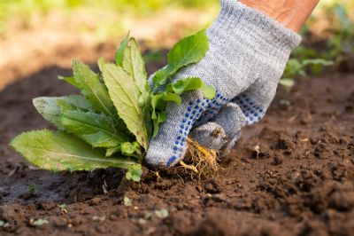 Pull Weeds