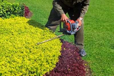 Trimming Shrubs